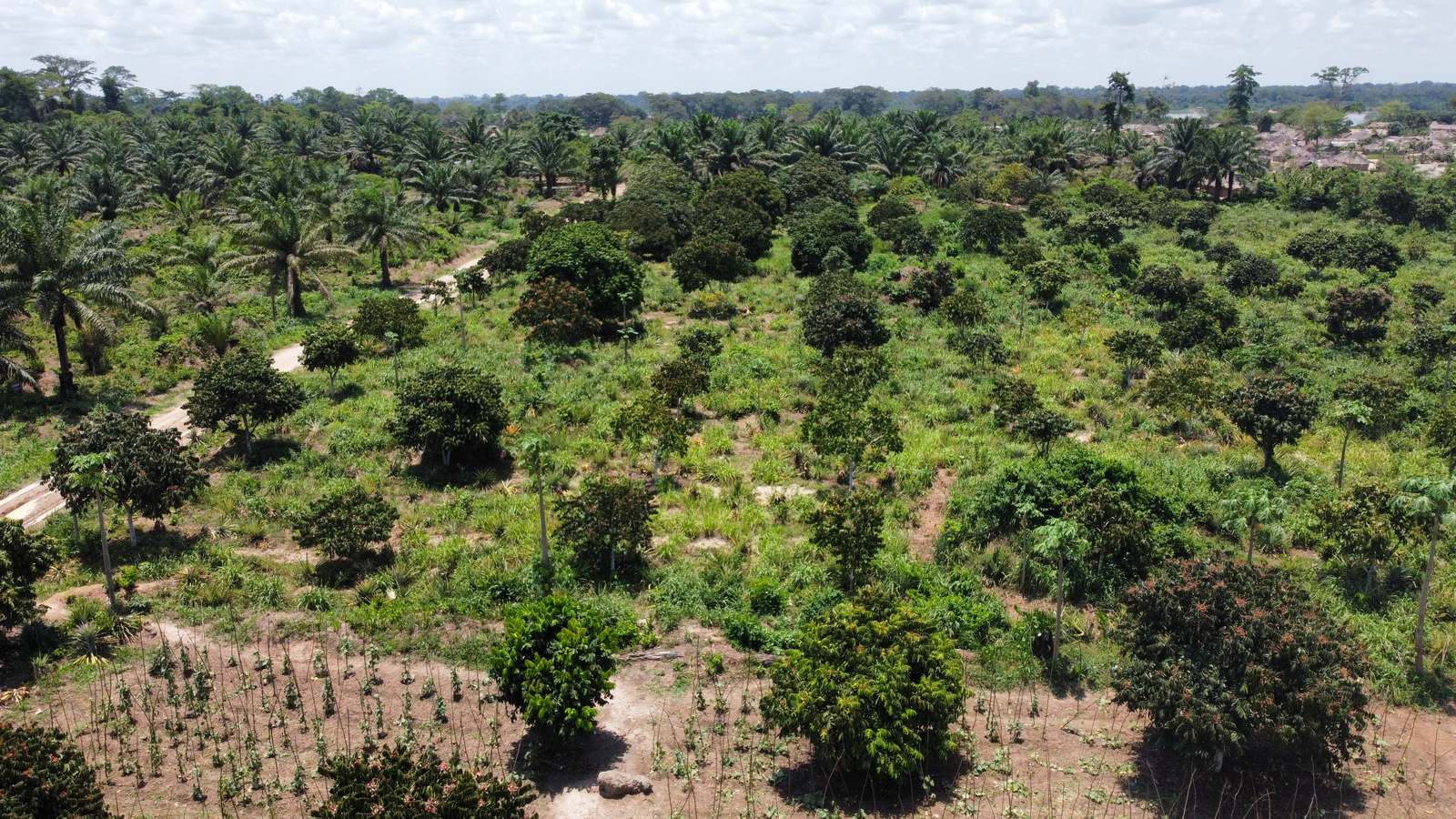 Vue aérienne du domaine Taspalm à Ibenga : palmiers à huile, arbres fruitiers et cultures vivrières, photographie prise en avril 2022