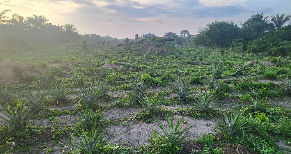 Champ d'ananas du domaine au lever du jour, photographie d'avril 2025