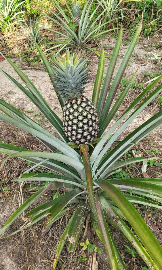 Ananas sur pied dans le champ, photographie d'avril 2025