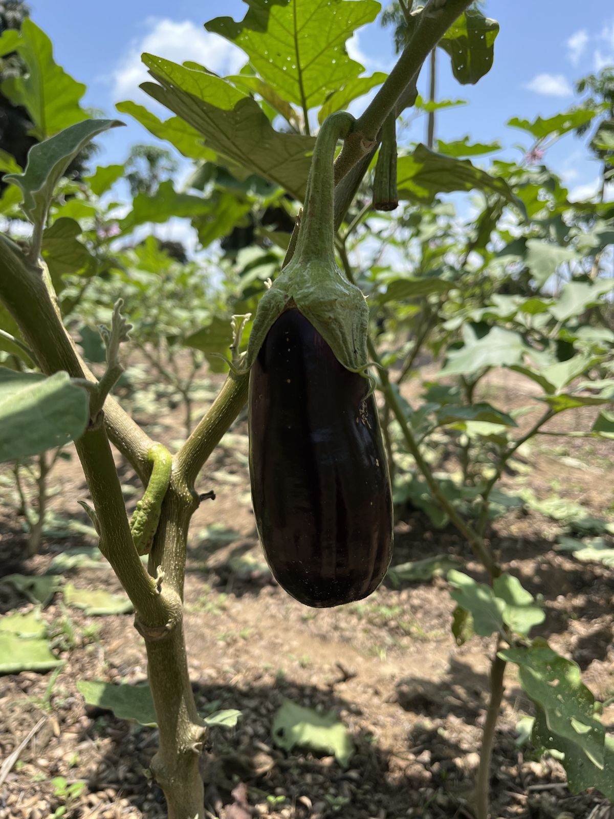 Aubergine sur pied dans les cultures vivrières du domaine, photographie d'avril 2022