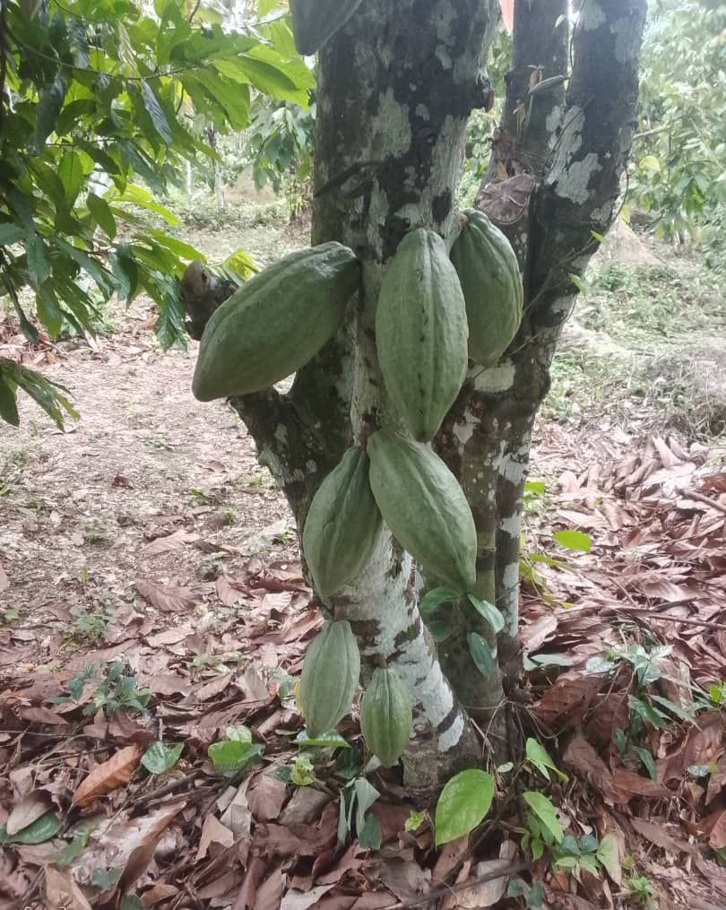 Cabosses de cacao vertes sur le tronc d'un cacaoyer du domaine, photographie d'avril 2025