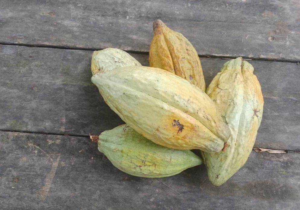Cabosses de cacao récoltées, posées sur une table de bois, photographie d'avril 2025