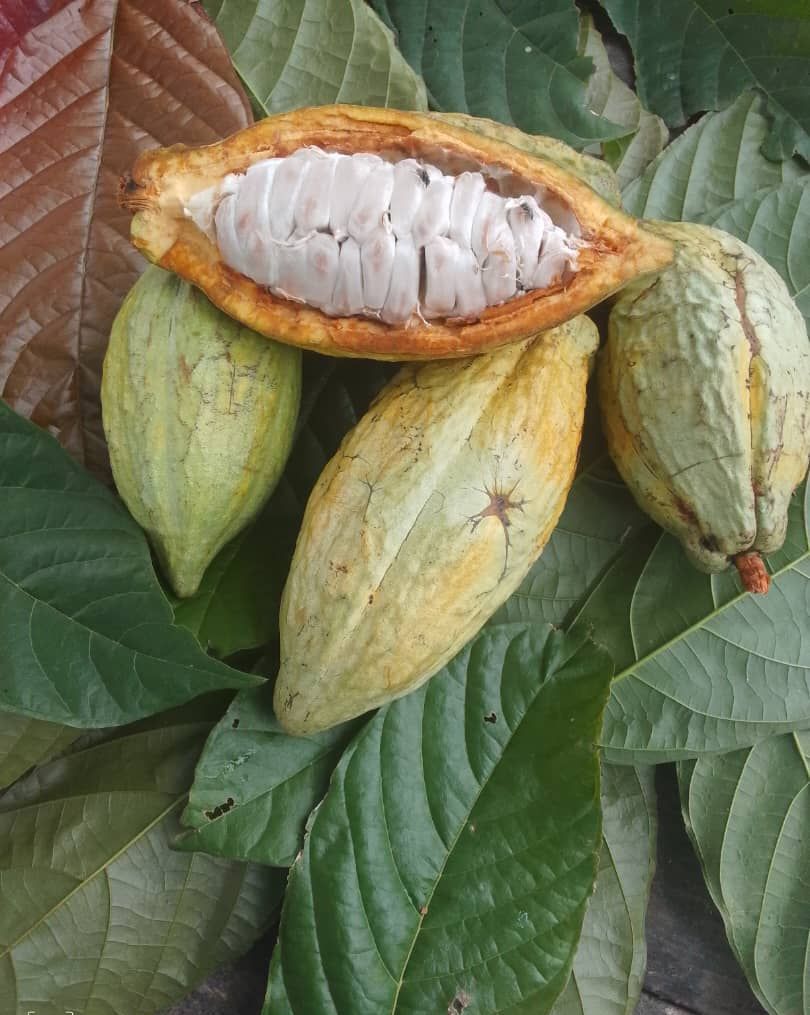 Cabosse de cacao ouverte, fèves fraîches dans leur pulpe blanche, et cabosses entières sur des feuilles, photographie d'avril 2025