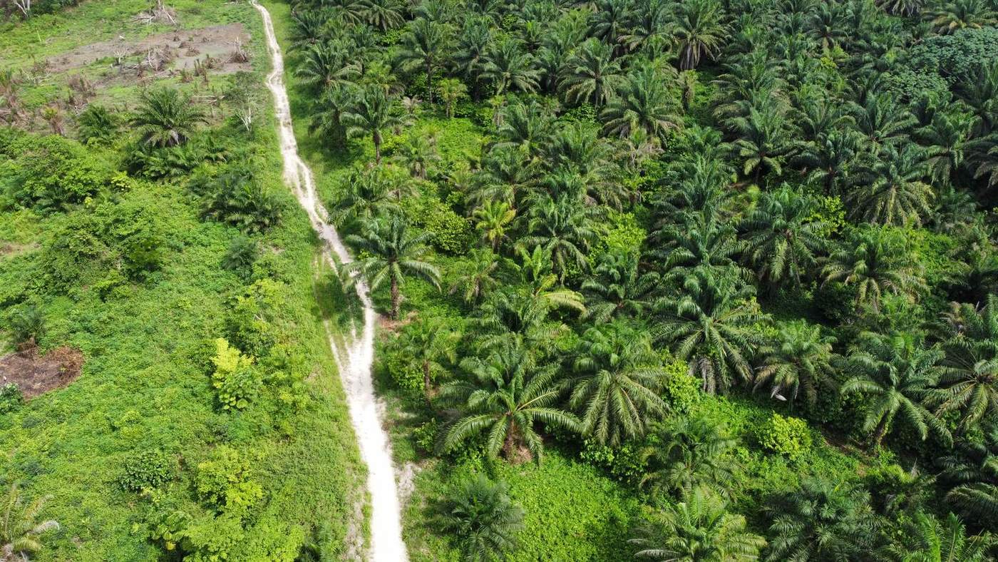Piste et palmiers à huile du domaine vus du ciel, photographie d'avril 2022
