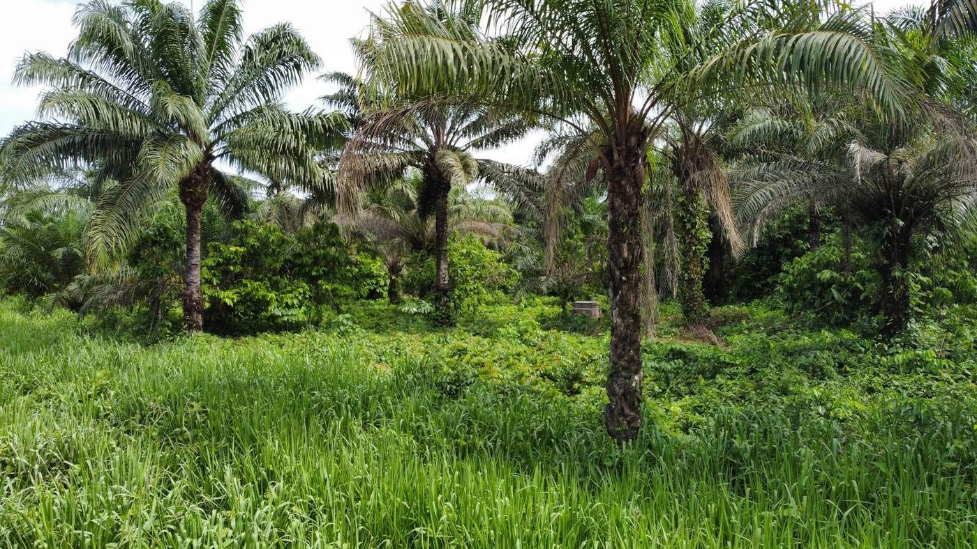 Palmiers à huile du domaine Taspalm, photographie d'avril 2022