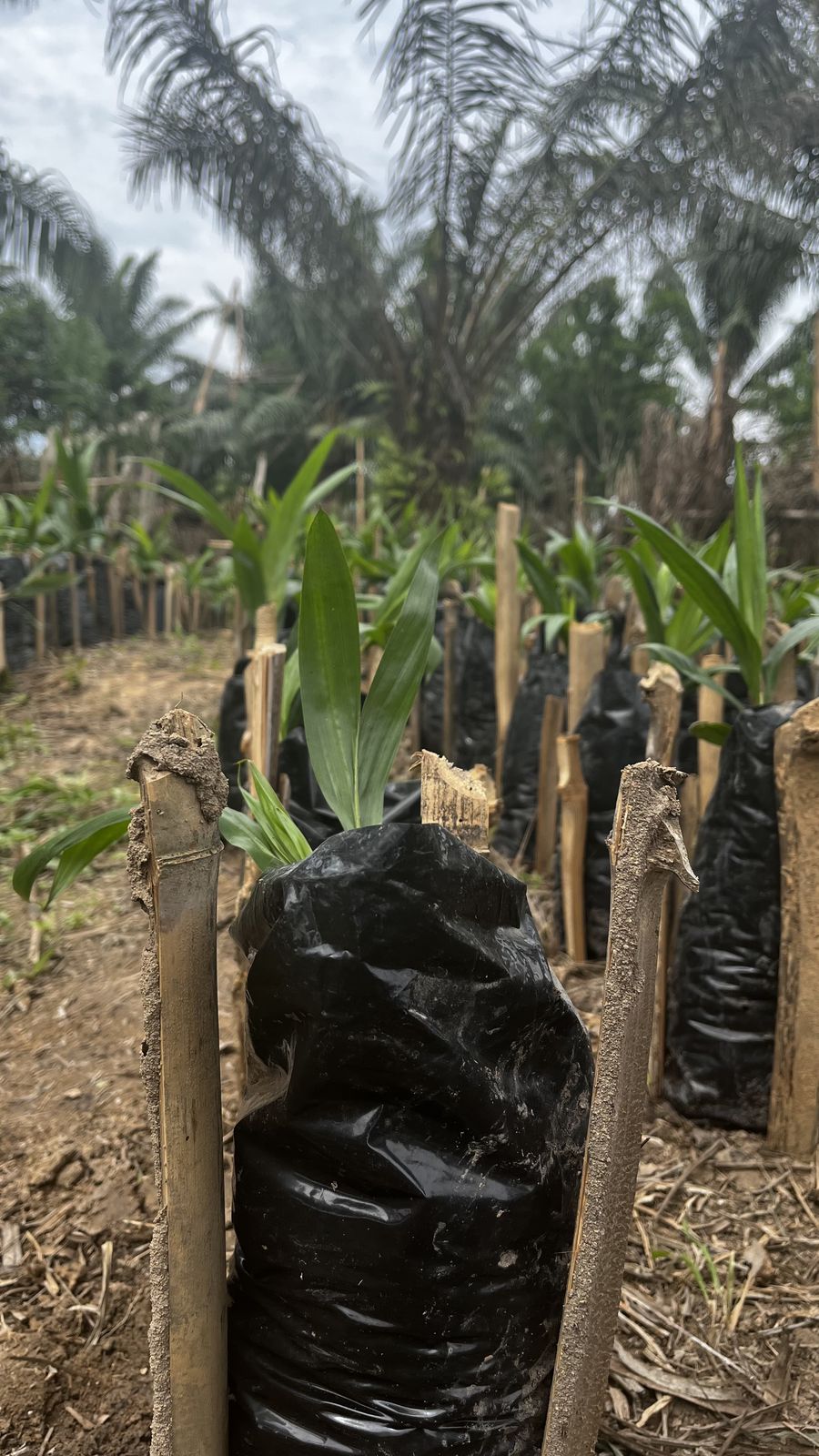 Jeunes plants en sachets à la pépinière, photographie d'avril 2022