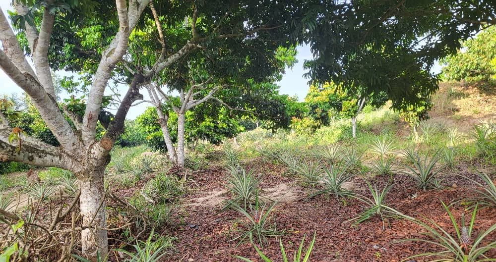 Arbres fruitiers, jeunes ananas et palmiers le long de la piste du domaine, photographie d'avril 2025