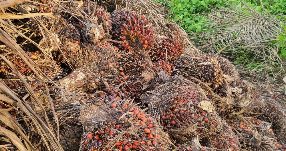 Régimes de noix de palme fraîchement coupés, photographie d'avril 2025