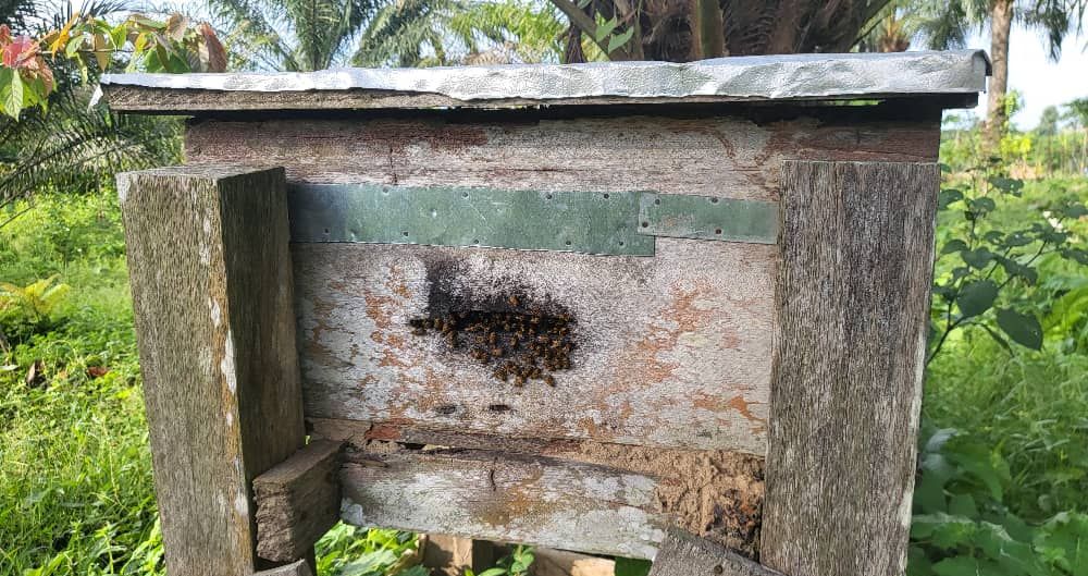 Ruche en bois avec ses abeilles à l'entrée, en lisière de la plantation, photographie d'avril 2025