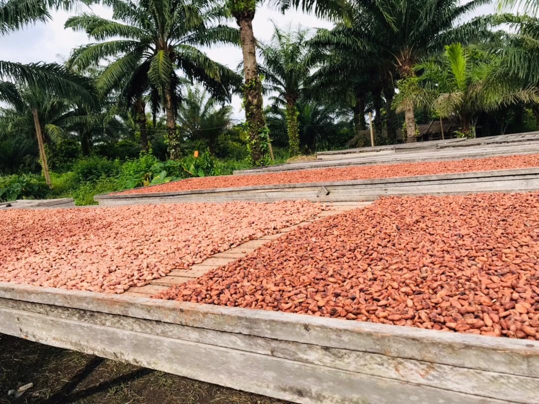 Claies couvertes de fèves de cacao au séchage, devant les palmiers à huile