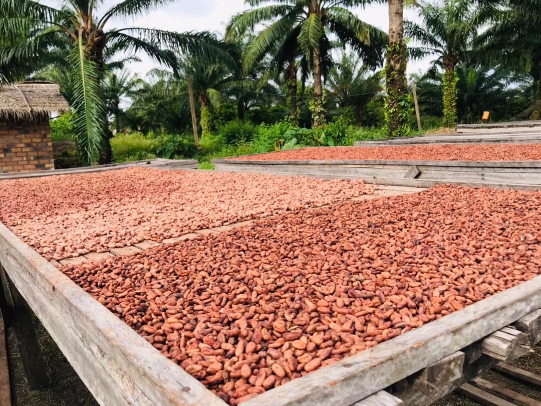 Fèves de cacao en cours de séchage sur des claies en bois, sous les palmiers du domaine